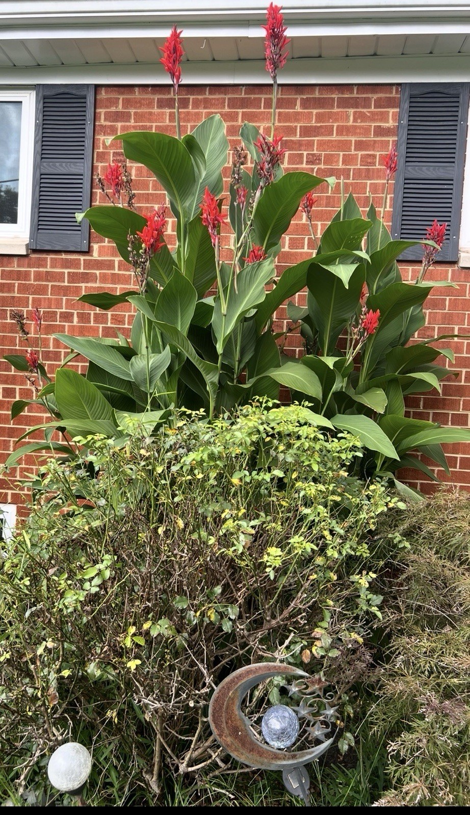5lbs – Red Canna Lily Rhizomes, 8-12ft Tall!
