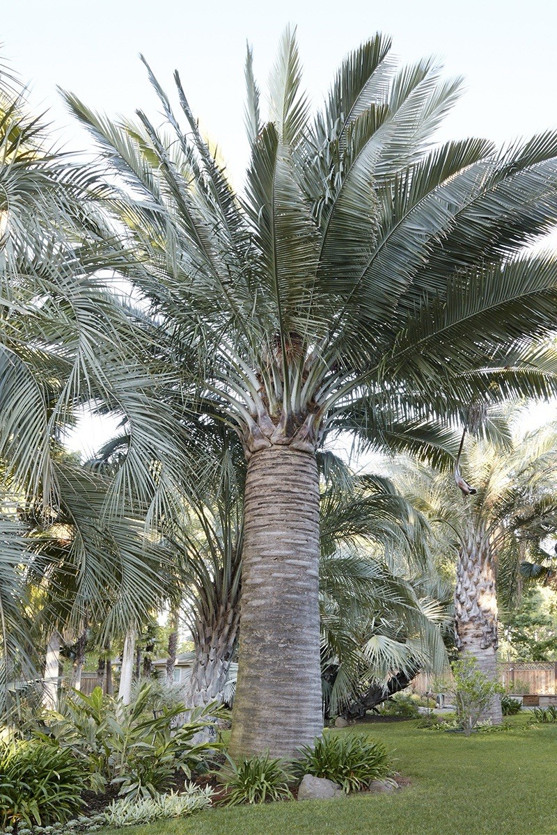 Extreme Cold Hardy 5F – Jubaea Chilensis – Chilean Wine Palm Tree – Fresh Seeds