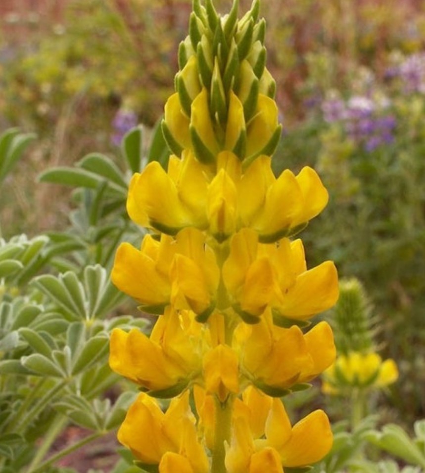 50+ Yellow Lupine Seeds **Fresh Seeds** ~~Free Shipping~~