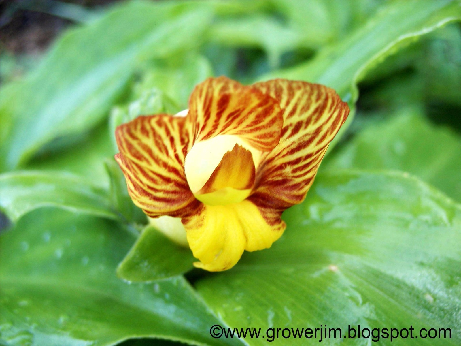 Costus pictus (ornamental ginger) rhizomes