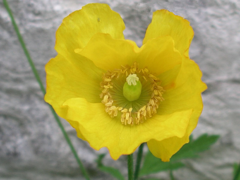 WELSH POPPY, 154+ SEEDS, ORANGE OR YELLOW FLOWERS BLOOMING IN SHADE, USA SELLER