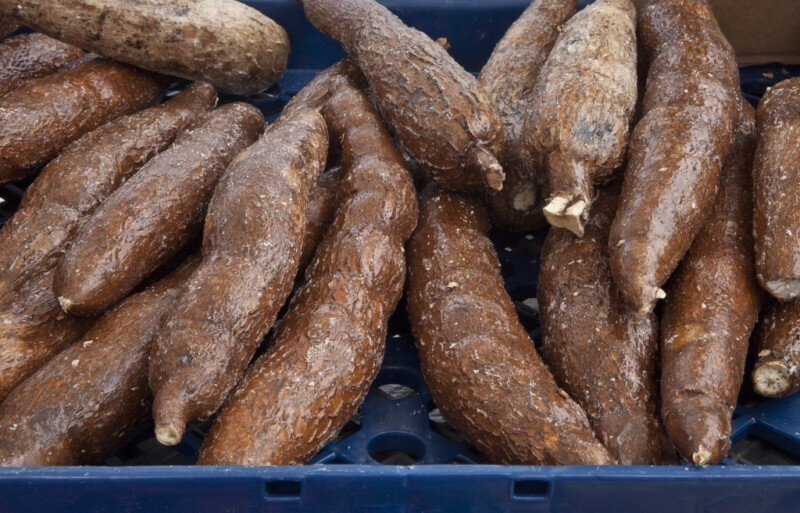 Fresh Whole Yuca Root (5LBS)