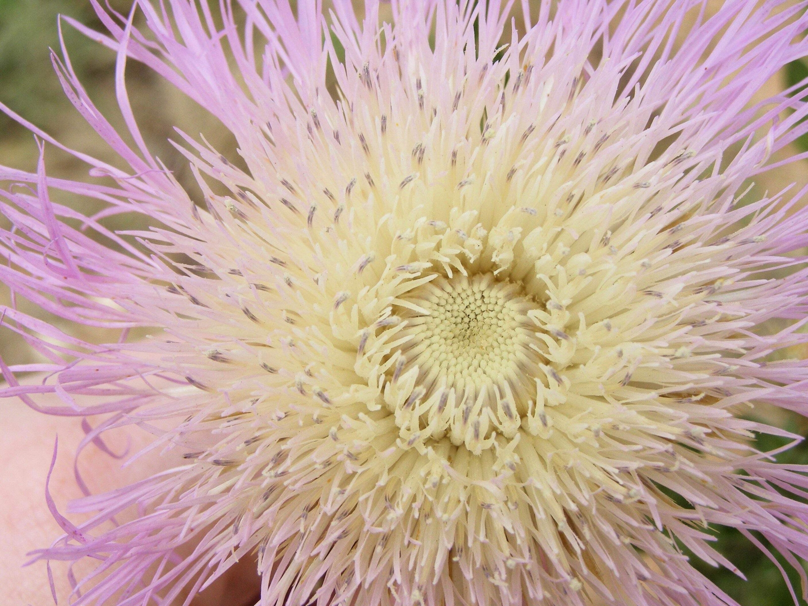 25 AMERICAN ROSE Centaurea Aloha Americana Starflower Basket Pink Flower Seeds
