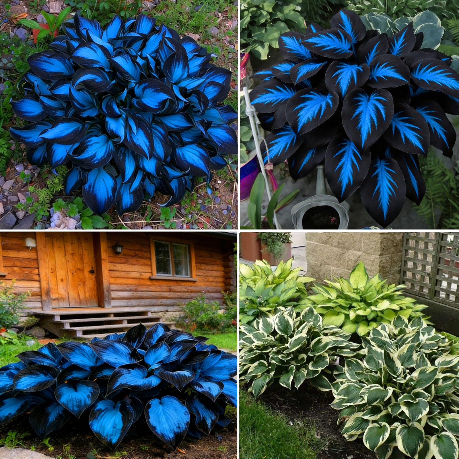 Hosta Seeds for Planting, 290+pcs Rare Perennial Hosta Flower Seeds Plants, N…