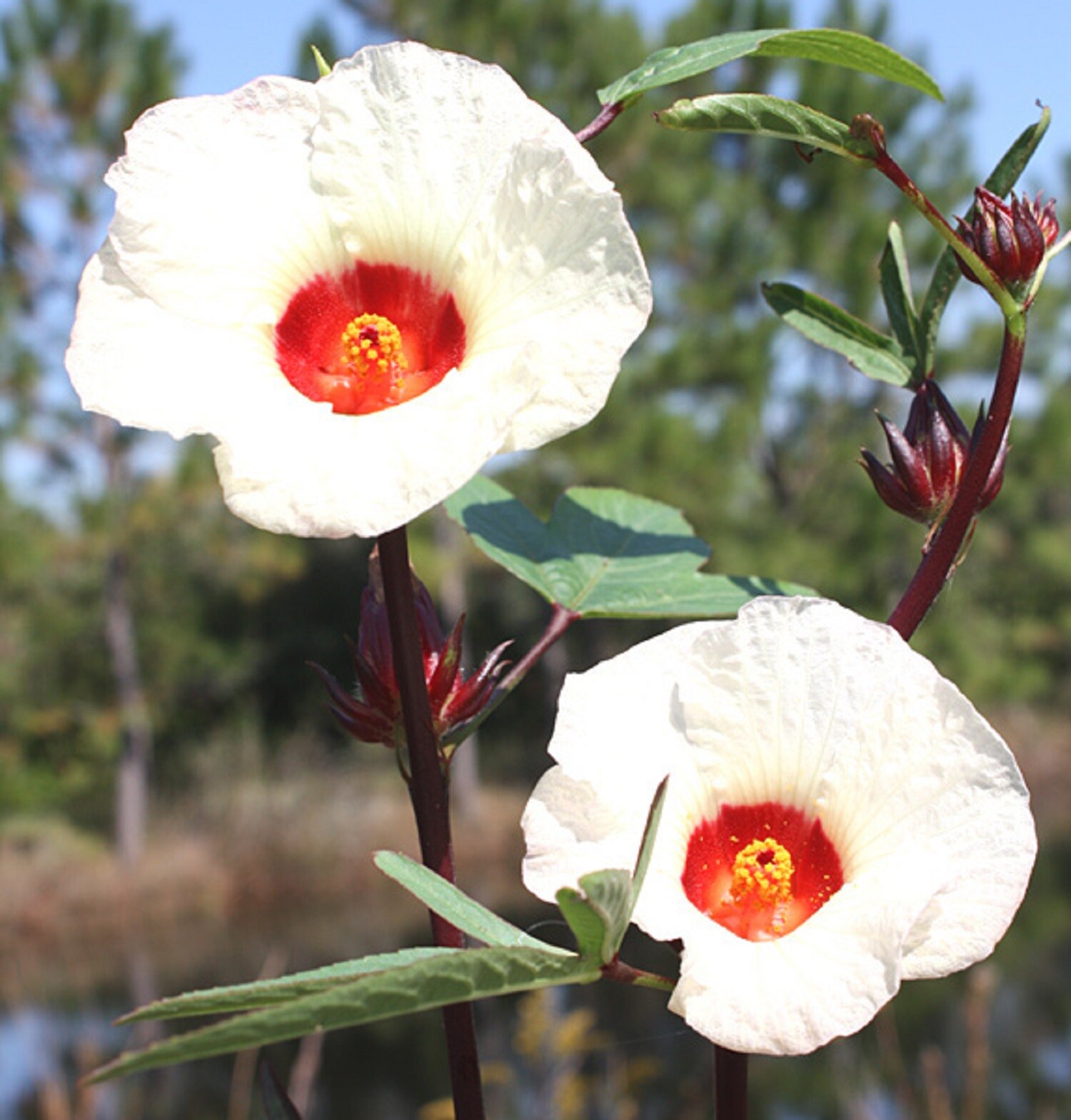 Roselle Seeds – Hibiscus sabdariffa – Red Jamaican Sorrel Florida Cranberry Herb