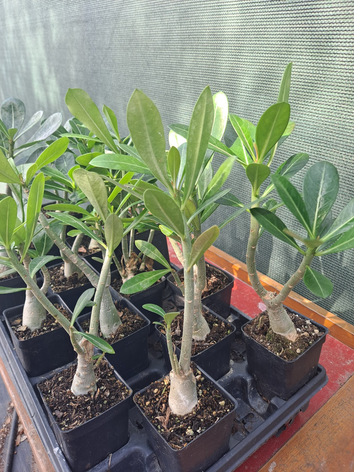 2 Adenium Obesum desert rose seedlings Rosa Del Desierto US SELLER