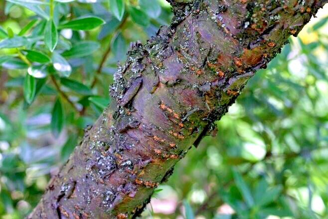 Nanking Chinese Dwarf Cherry Tree Seeds (Prunus tomentosa) Fruit Fast, Hardy-2