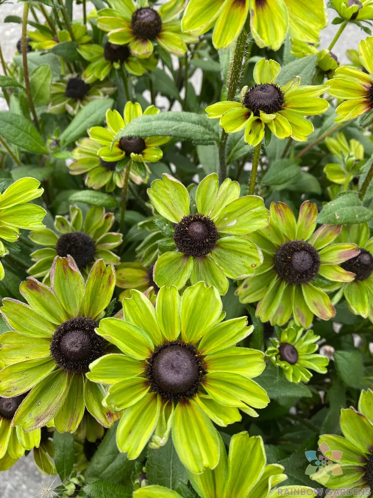 200+ Enchanted Forest Rudbeckia Seeds for Garden Planting – USA – FREE SHIPPING!