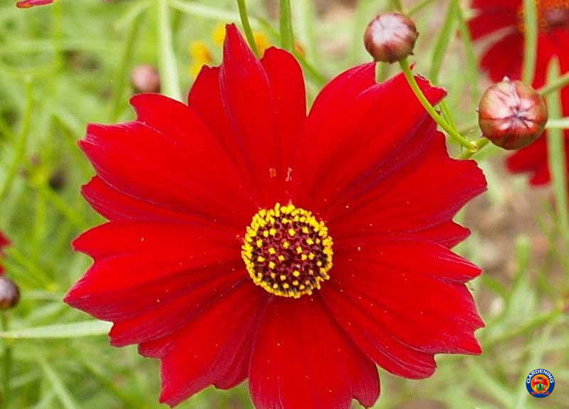 1oz Red Dwarf Plains Coreopsis Tinctoria Wildflower Flower Seeds (100,000 Seeds)
