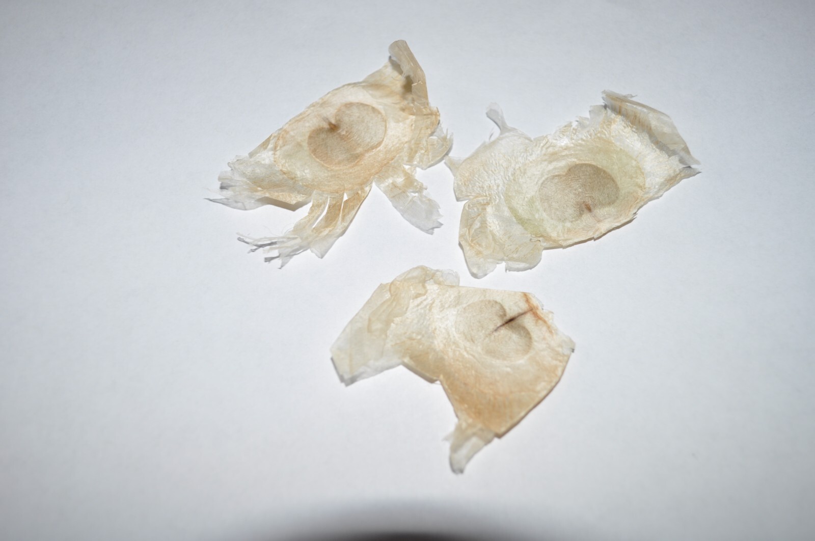 Oroxylum indicum | Midnight Horror Broken Bones Plant of India Trumpet 8 Seeds
