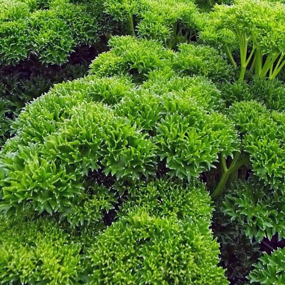 400 TRIPLE CURLED PARSLEY – FRESH SEEDS FRESH HARVEST FOR GARDENS