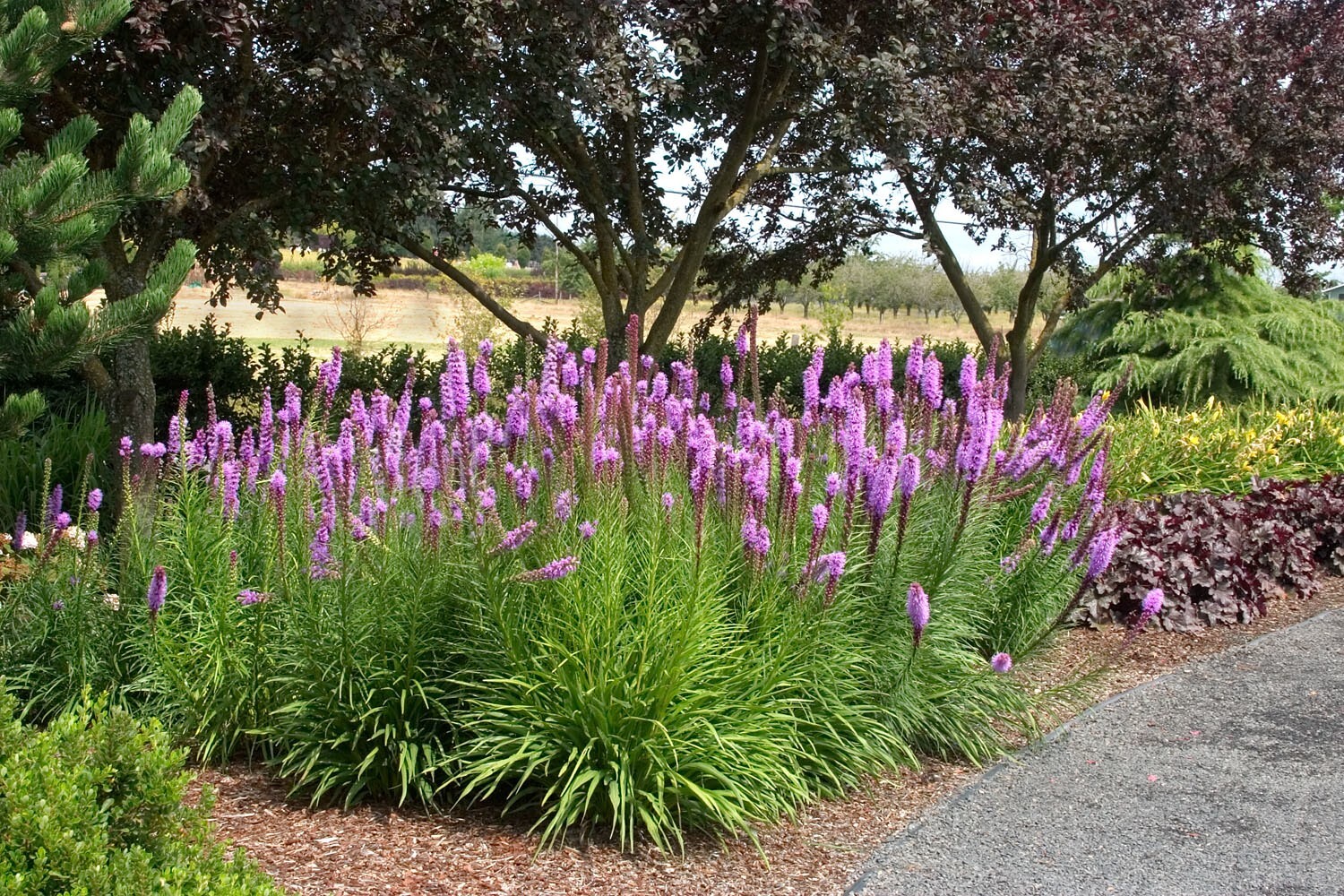 Liatris Spicata – Kobold Strain seed