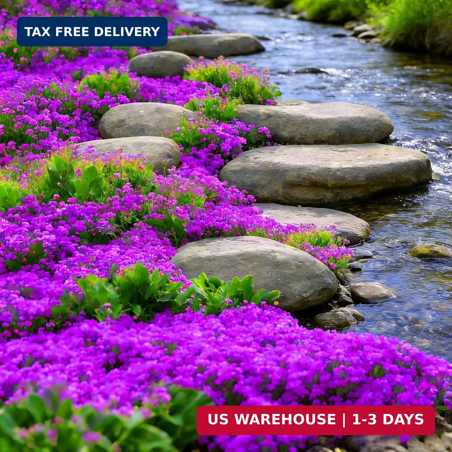 Purple Creeping Thyme Ground Cover Flower Seeds for Planting, 20008pcs Perennial