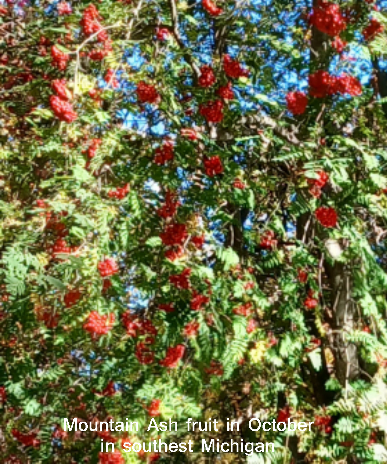SEEDS Mountain Ash, Sorbus aucuparia, 10 seeds