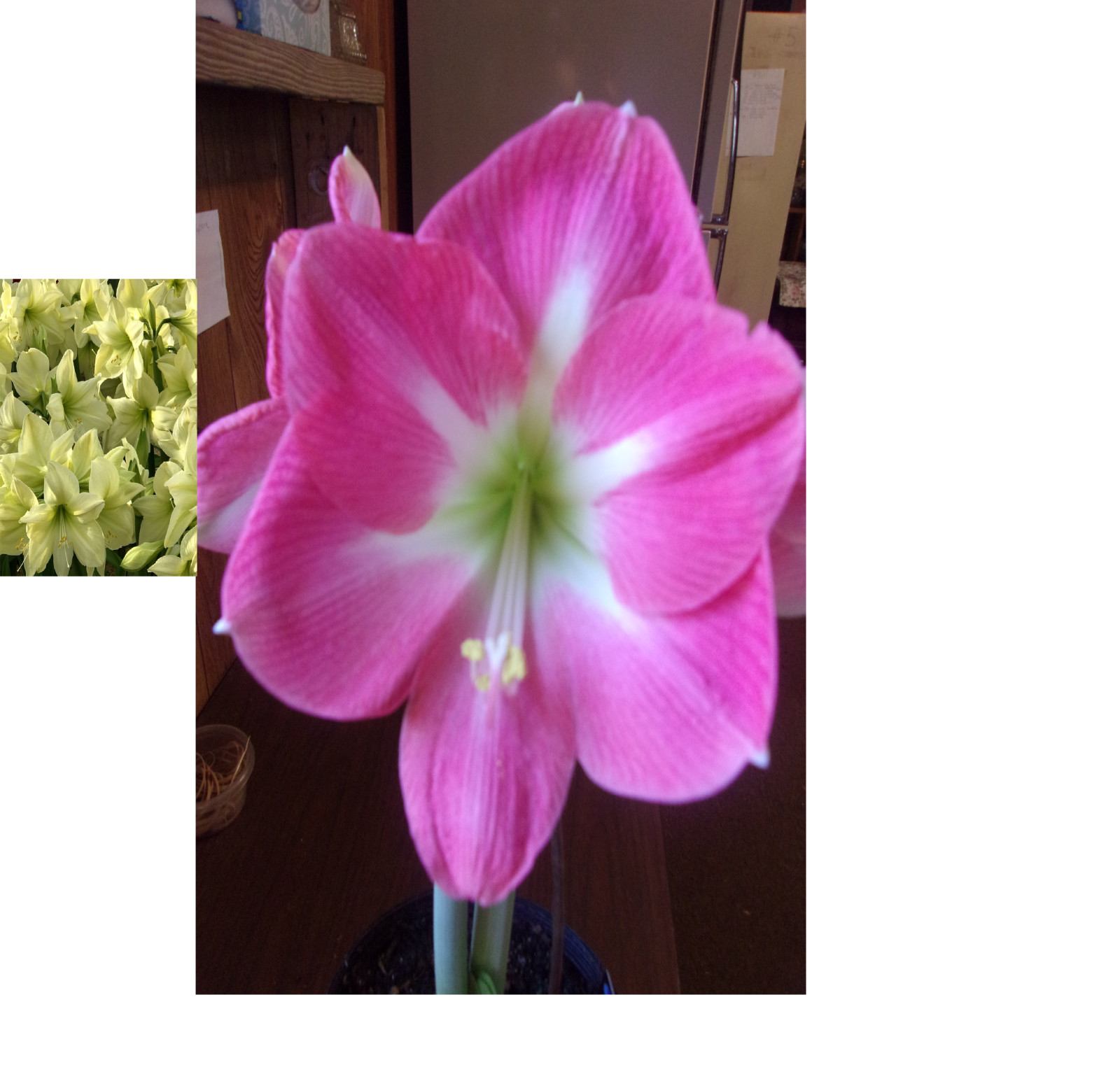 15 Amaryllis seed, Cape Horn X Lemon Star refrigerate, Hippeastrum Free Shipping