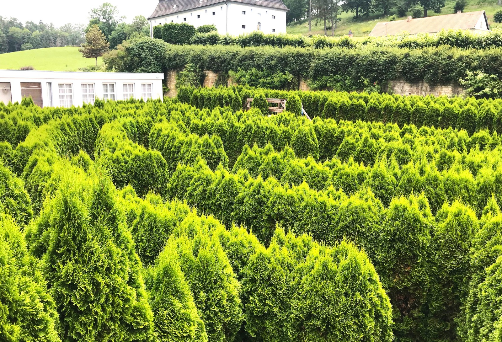 American Arborvitae (White Cedar) Seeds – For 2026 Planting Thuja Occidentalis