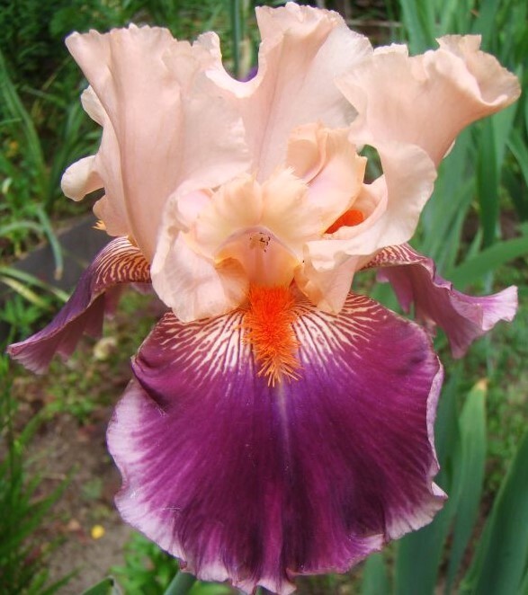 Sun Devil Bicolor Bearded Iris Rhizome, Yellow & Purple Flowering Plant, Root