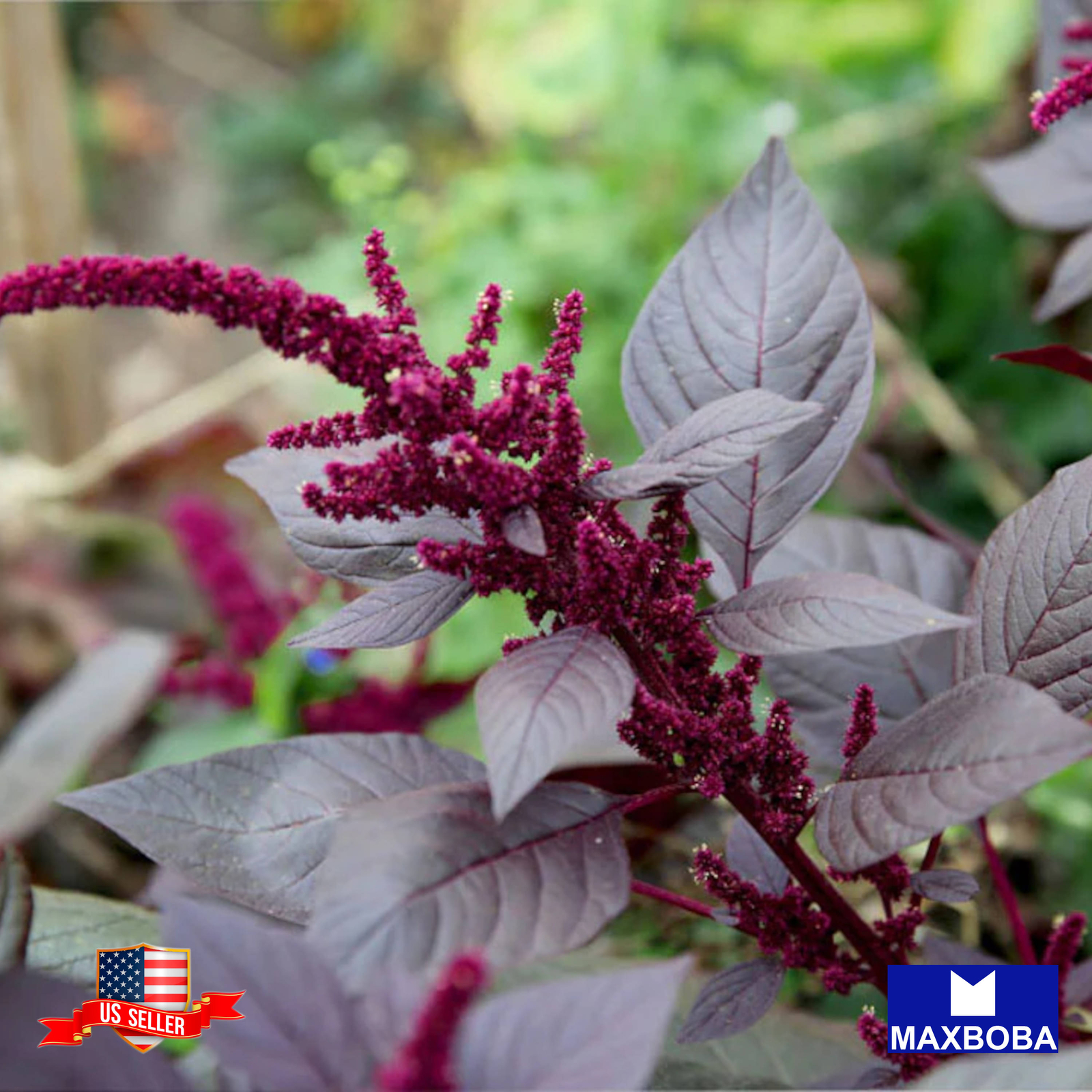Amaranth Seeds Hopi Red Dye Organic Non-GMO Heirloom