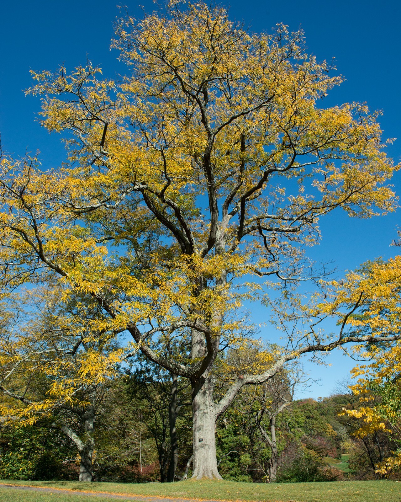 25+ Thornless Honey Locust Seeds (Gleditsia Tricanthos) Native Harvest Oct 2024
