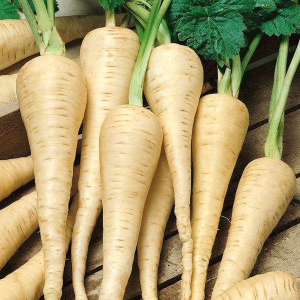 #4 Heirloom Vegetable 150+ seeds 6 Variety Garden Set Emergency Survival NON-GMO