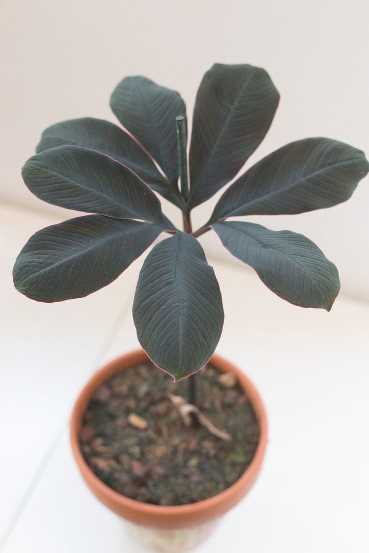 Amorphophallus atroviridis bulb caudex – tropical RARE size 1″