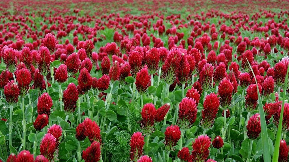 1/4  POUND CRIMSON CLOVER SEEDS – POPPA IN THE GARDEN