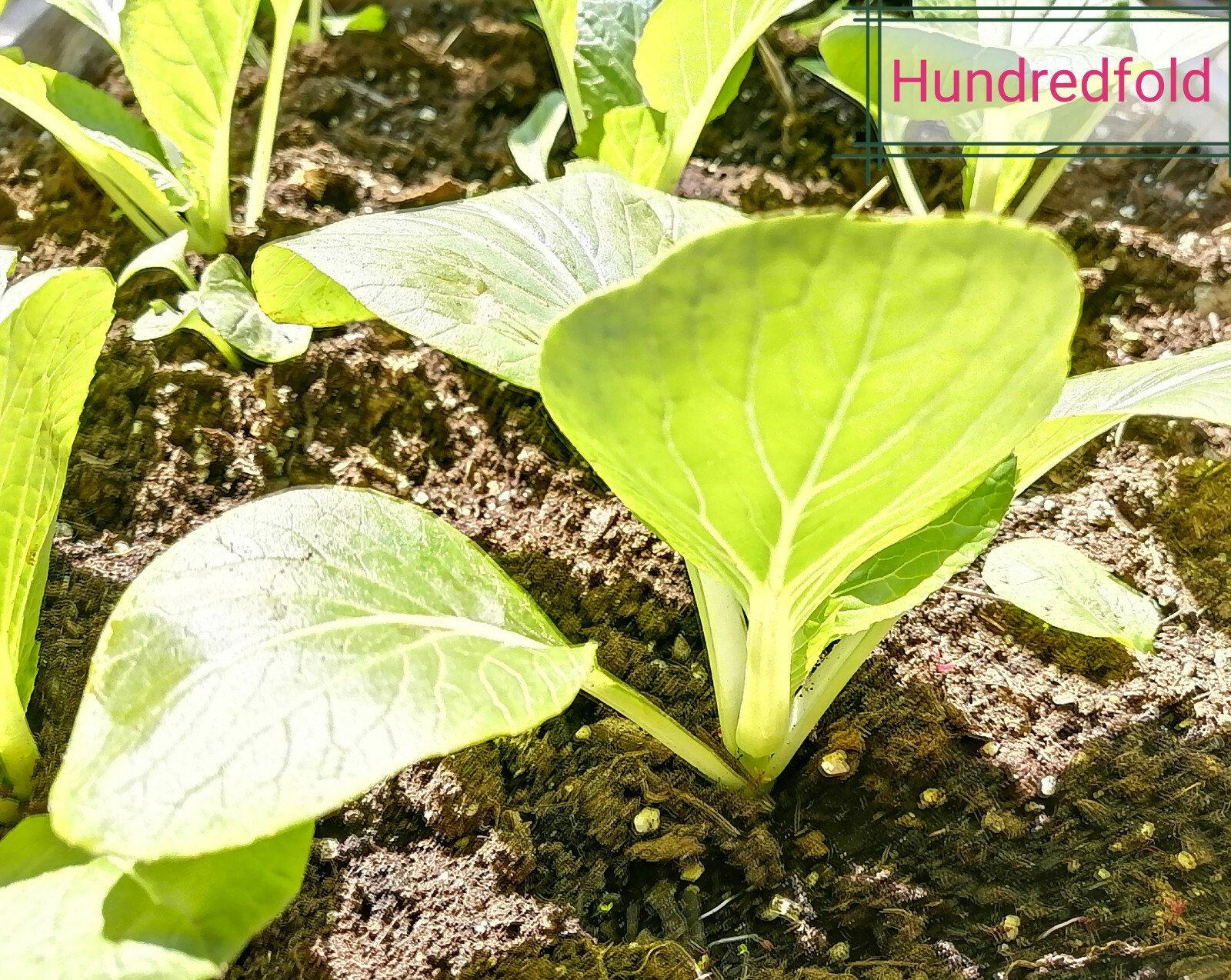 White Stem Pak Choi 500 Vegetable Seeds Brassica rapa Pac Choi, Bok Choy, Baicai