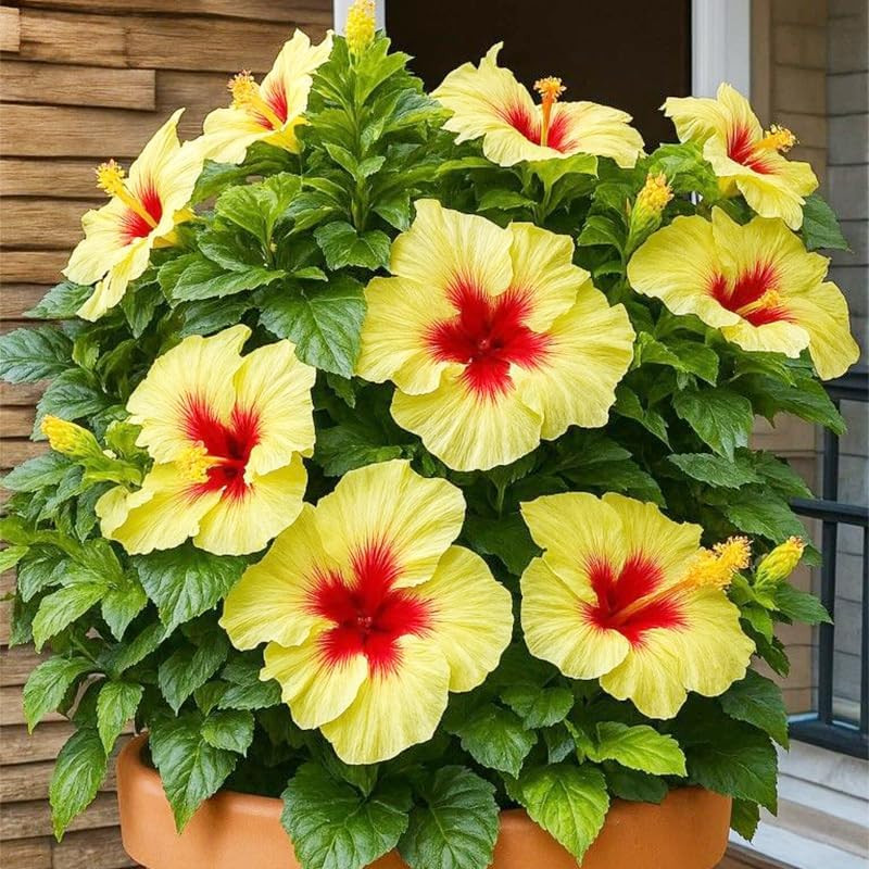 30+ Mix Exotic Hibiscus Seeds for Planting Perennial Outdoor Garden Flowers