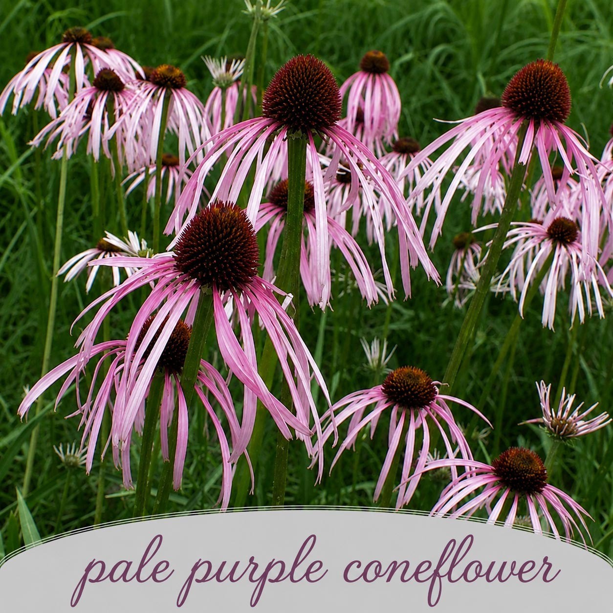 Backyard Bird Wildflower Bundle | Tall & Short Mini Mixes | Prairie Legacy Inc.