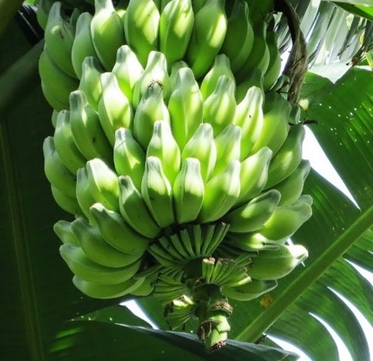 Musa Balbisiana Gigantea 10 Seeds, Bhimkol Wild Cultivar India Banana Fruit