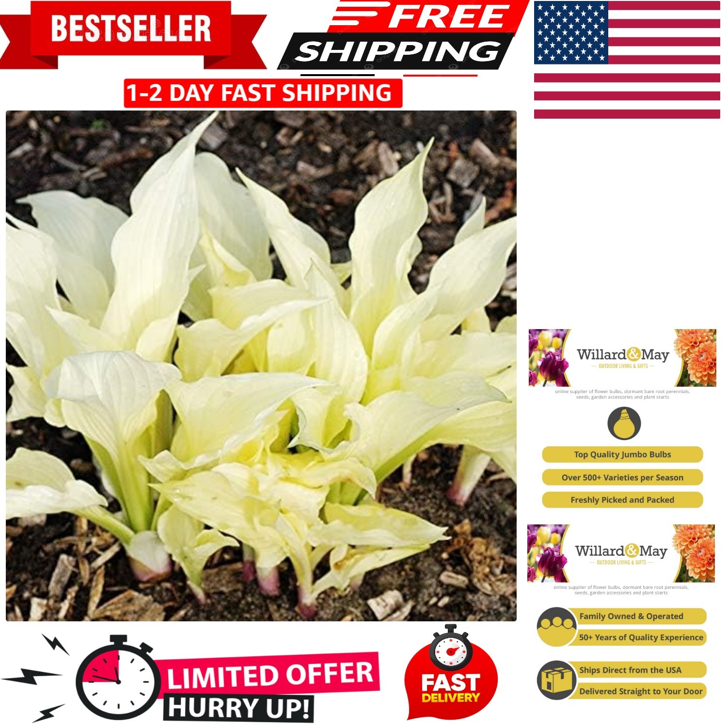 Beautiful White Feather Hosta Flower Bulb – Attracts Butterflies & Hummingbirds
