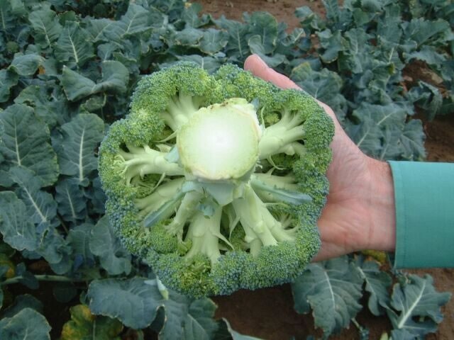 Organic Di Cicco Broccoli NON-GMO open pollinated garden Italian Heirloom YUM!