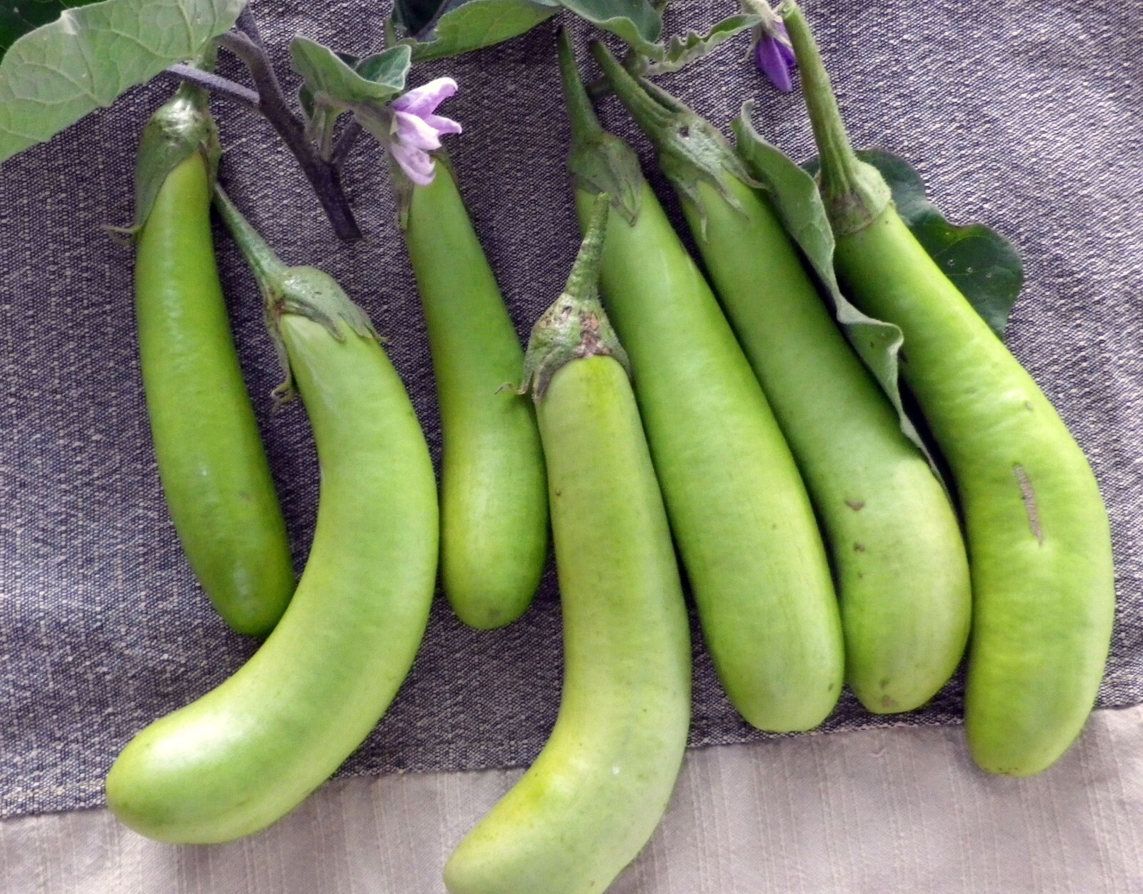 🌱 Heirloom Thai Long Green Eggplant Seeds 15+