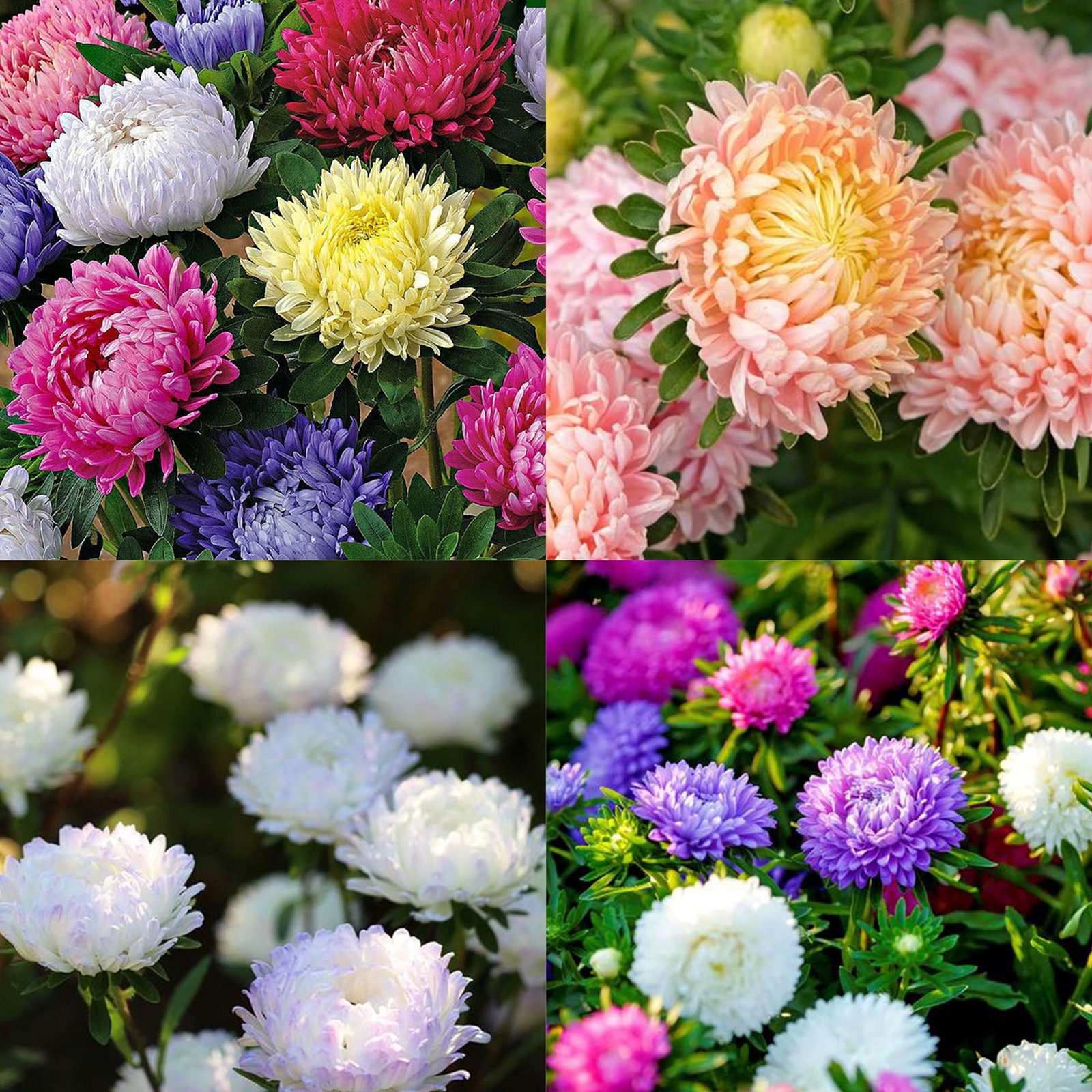 Mixed Color Chrysanthemum Seeds for Planting,1000pcs Rare Perennial Tanacetum…