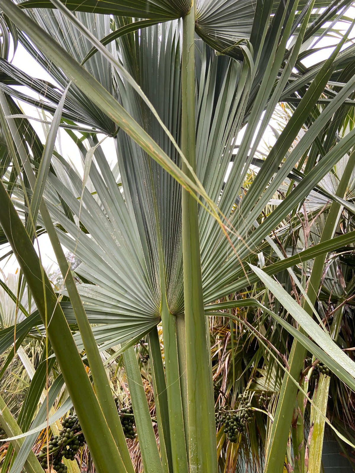 Sabal uresana (Green Form) Seeds! Rarely Offered, Cold-Hardy LARGE Palm!!!