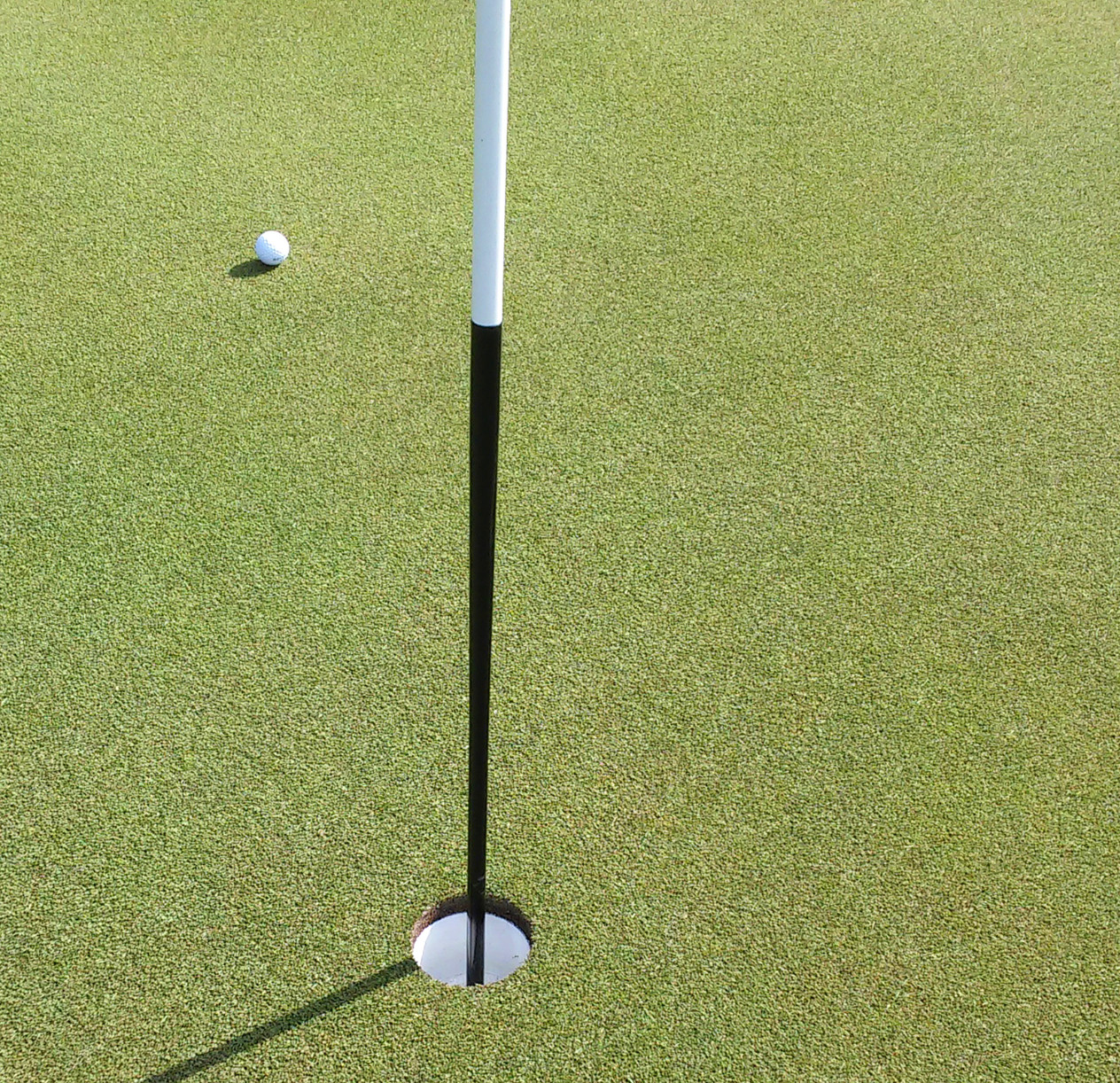 007 Creeping Bentgrass Seed 40,000 seeds