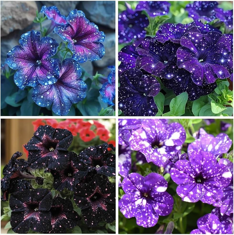 500 Starry Sky Petunia Seeds – Dreamy Variegated Multi-Color Blooms, Trailing…