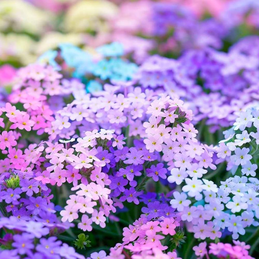 10007+ Creeping Mixed Phlox Seeds for Planting,Bright Perennial Creeping Phlox S