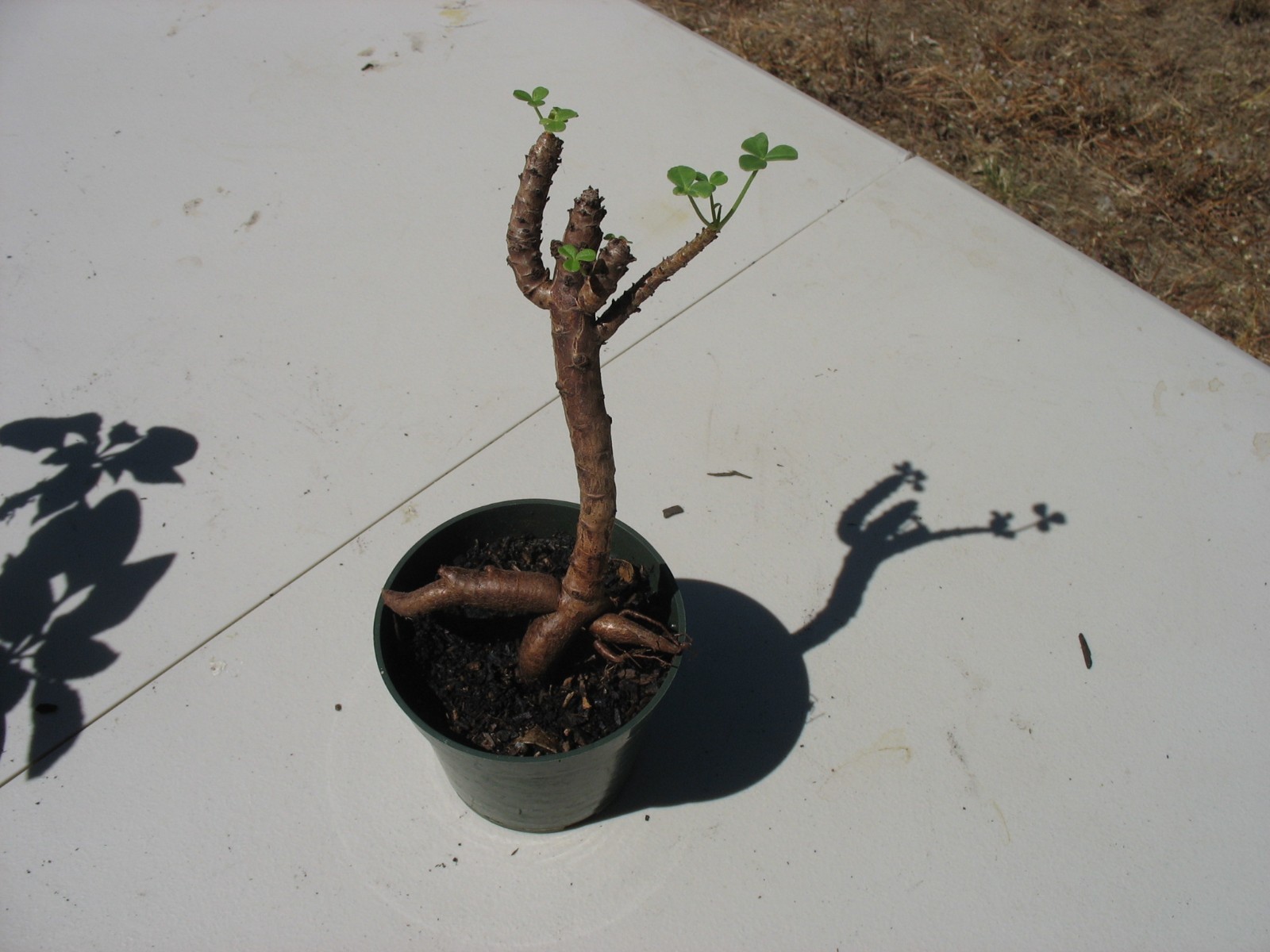 Bonsai Sorrel ~ Oxalis carnosa Caudex Caudiciform megalorrhiza 3.5″