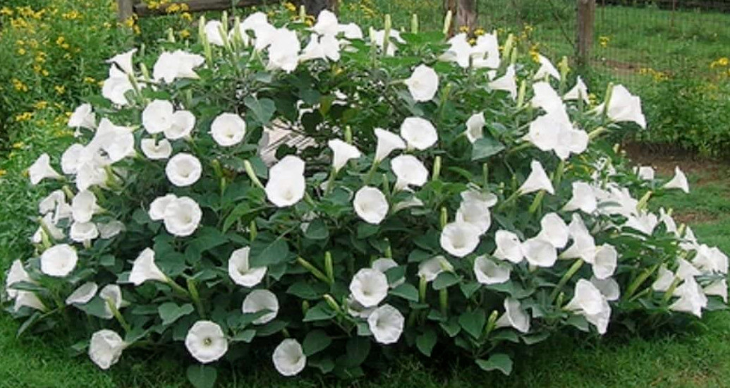 Moonflower Seeds WHITE Fragrant Bush Organic Moon flower Datura Angel Trumpet