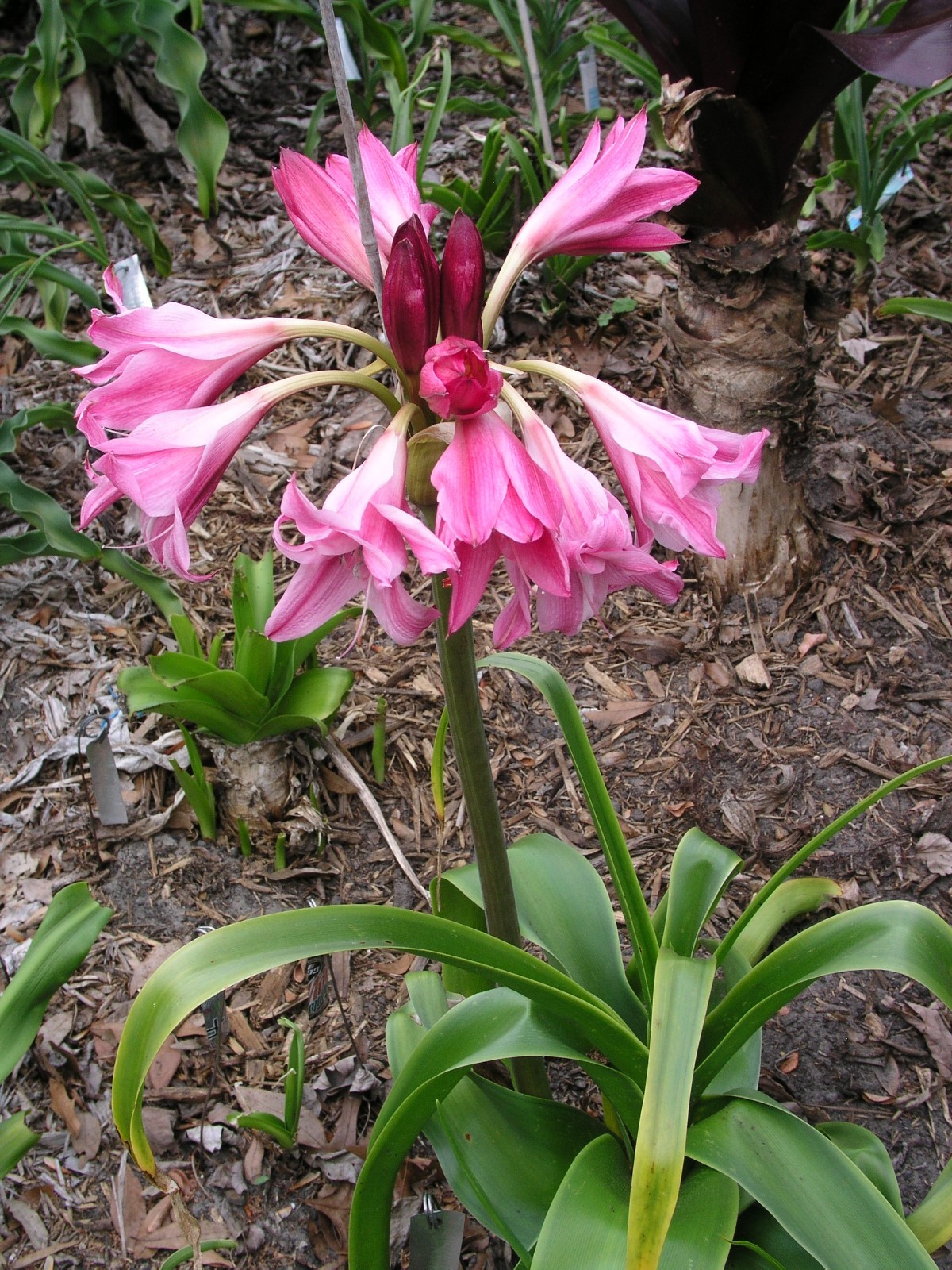 Crinum Lily, Carnival #02, medium-size bulb, NEW, stunning, RARE
