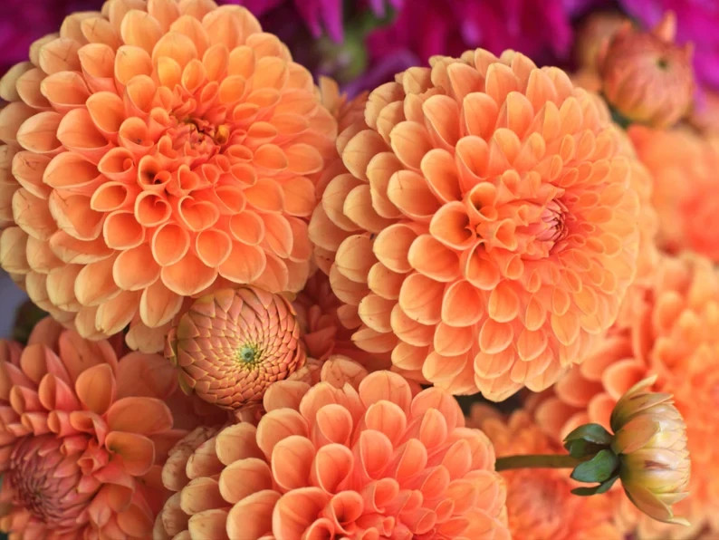 25 Dahlia Seeds Perennial Heirloom Pollinator Flower Seed Flowers “American Sun”