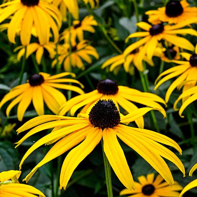 5000 Organic Black Eyed Susan Flower Seeds Non-GMO Heirloom- With Bonus!