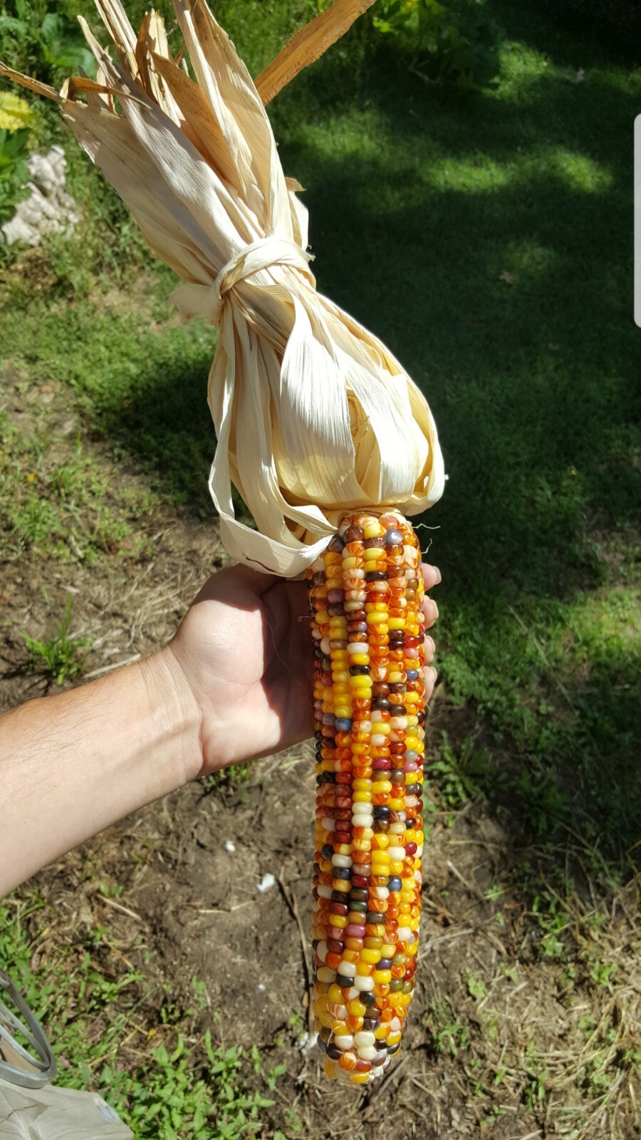 Rare Giant Indian Corn Seeds X50!Colorful Massive Ears!Ornamental! Easy To Grow!