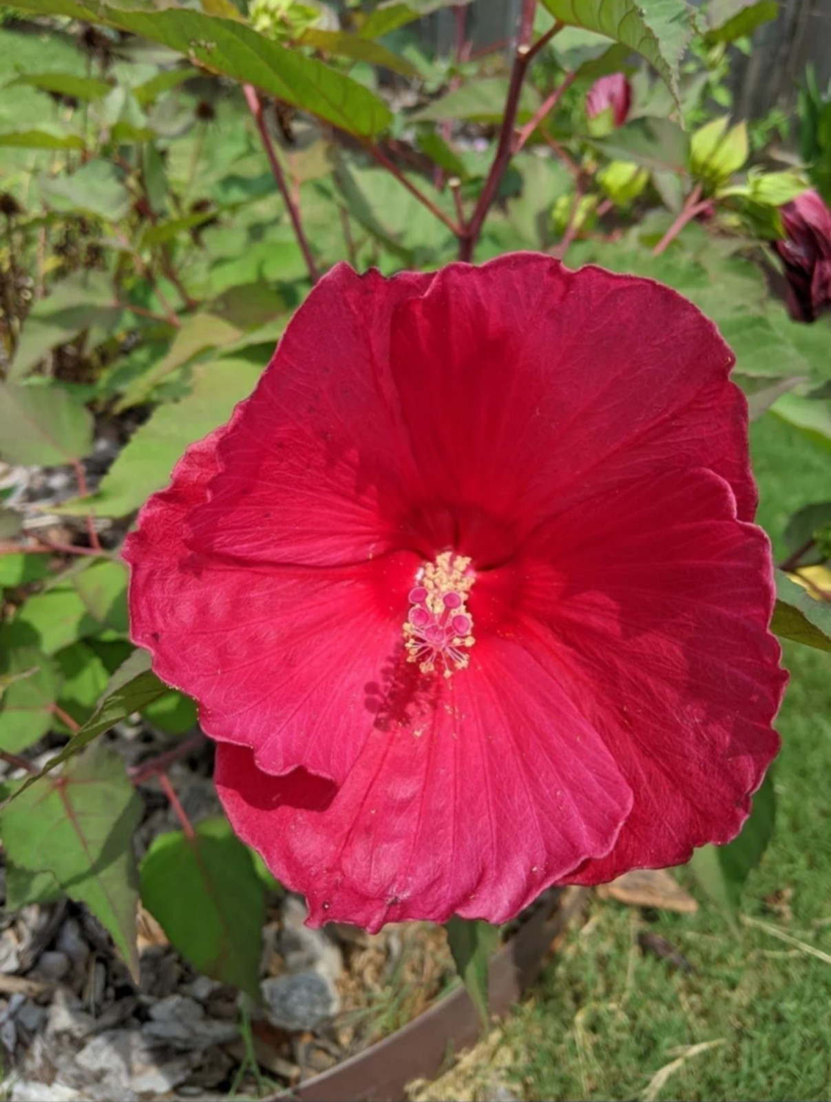 Cold Hardy Red Hibiscus, 15 seeds