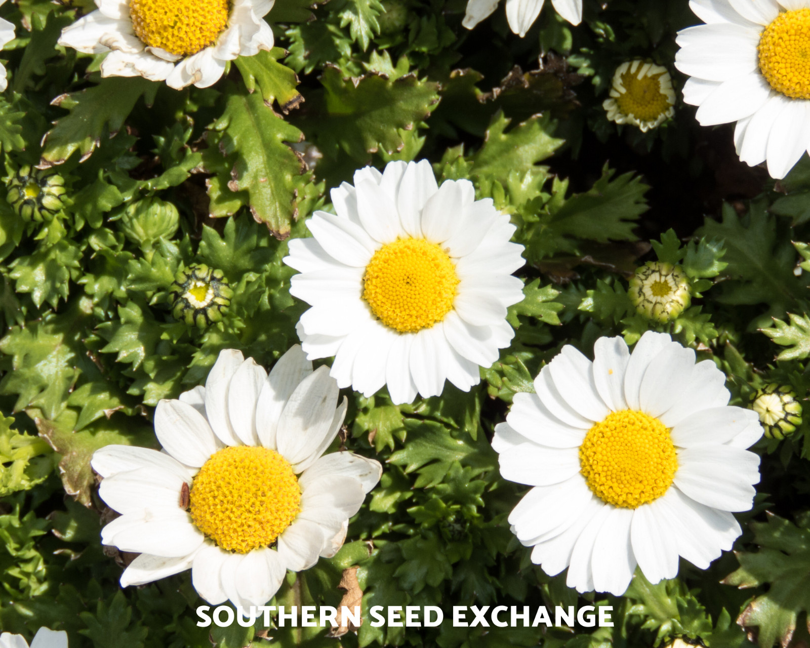 Chamomile, Roman (Anthemis Nobilis) Non-GMO – Medicinal Herb – 300 seeds