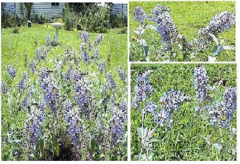500 + Seeds OF Lilac LAVENDER Butterfly Budhelia Bushes Perennial USA Seller