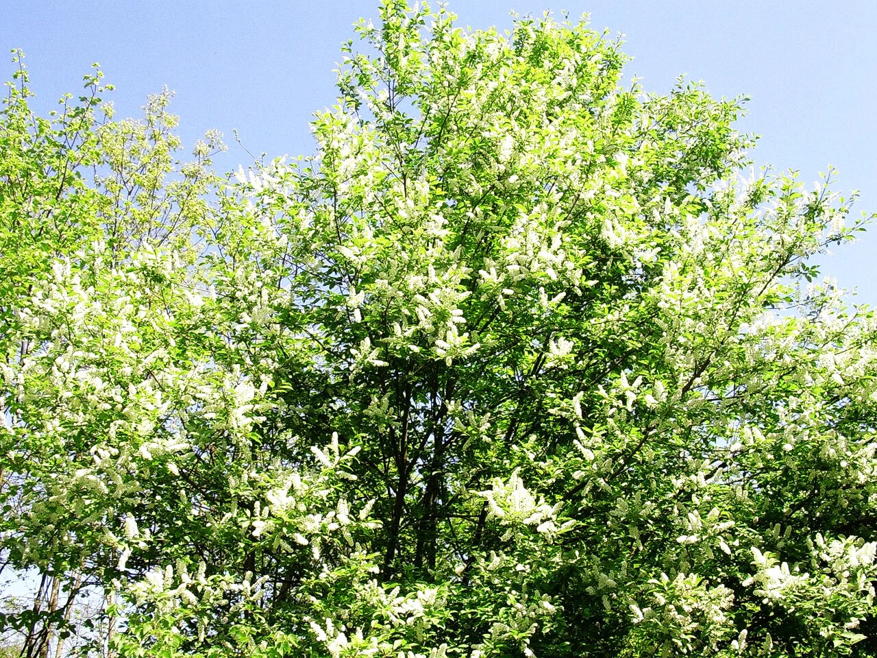 Black Cherry Tree Seeds – For 2026 Planting Prunus Serotina White Flower Blooms