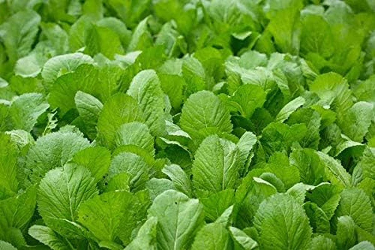 1000 Seeds Mustard Green Vegetable/ Cải Bẹ Xanh, Asian Vegetable Seeds, Vietname