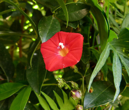 CARDINAL CLIMBER Ipomoea x Multifida – 200 Bulk Seeds